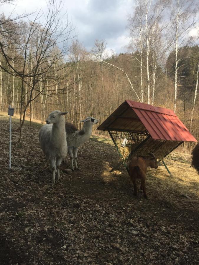 Apartman Hopi Hopi Svoboda nad Úpou Dış mekan fotoğraf